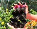 Υγιής φυσικός μαύρος/σκοτεινός καφετής ύφανσης ανθρώπινα μαλλιών 100% μαλαισιανός από το νέο κορίτσι προμηθευτής